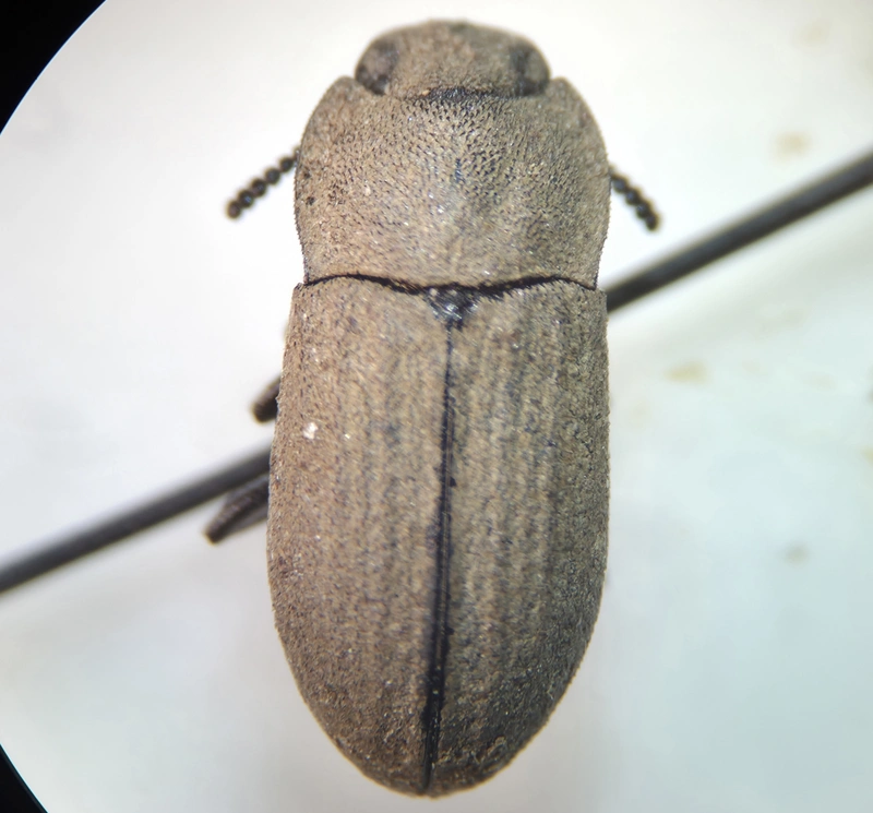 Gonocephalum granulatum pusillum