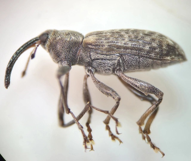 Dorytomus longimanus - kétalakú hangormányos