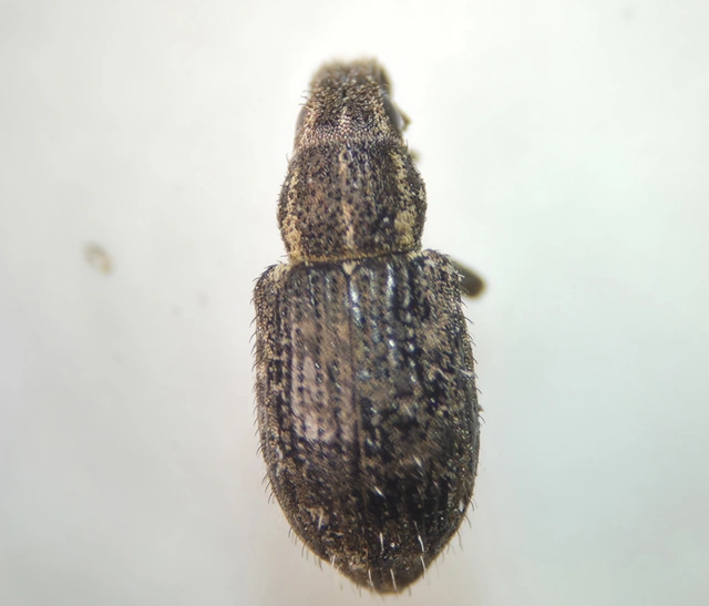 Sitona hispidulus - szőrös csipkézőbogár