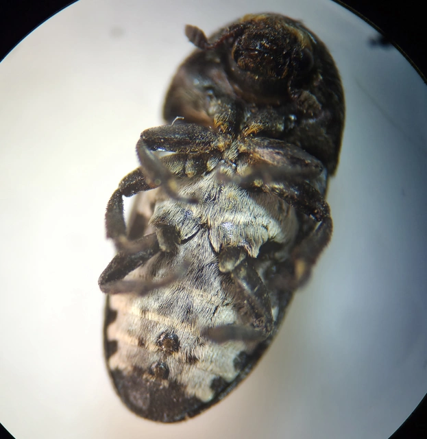 Dermestes laniarius - gyászos porva Dermestes laniarius - gyászos porva