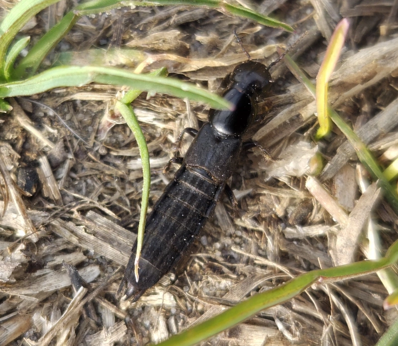 Ocypus picipennis - szurtos holyva