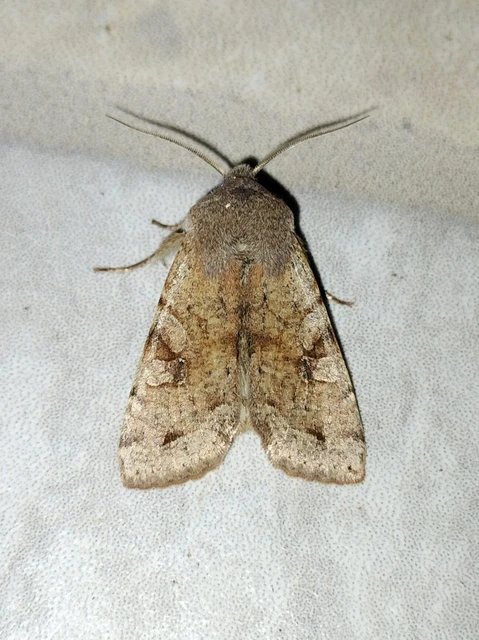 Orthosia incerta - változékony barkabagoly