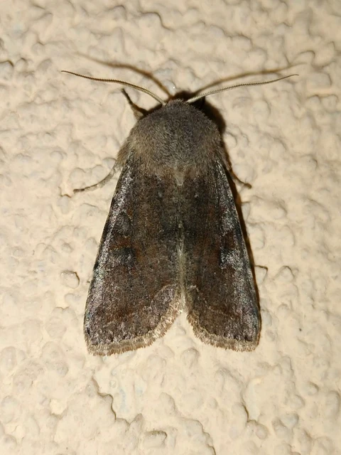 Orthosia incerta - változékony barkabagoly