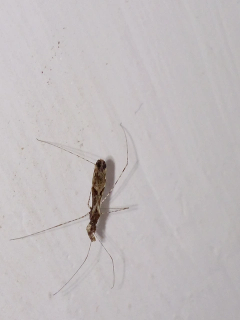 Empicoris