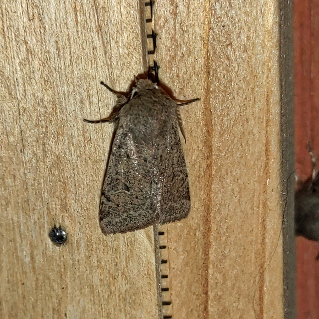 Orthosia cruda - kis barkabagoly