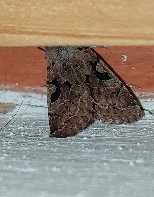 Orthosia gothica - feketefoltos barkabagoly