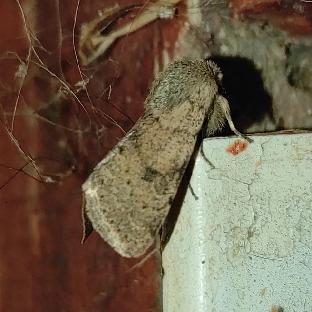Orthosia cruda - kis barkabagoly