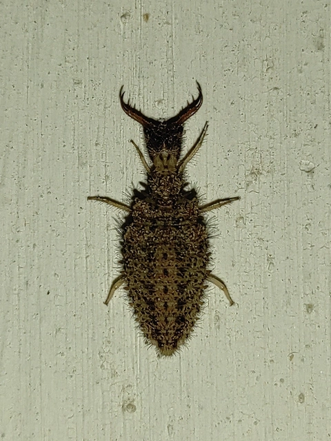 Myrmeleontidae - hangyalesők