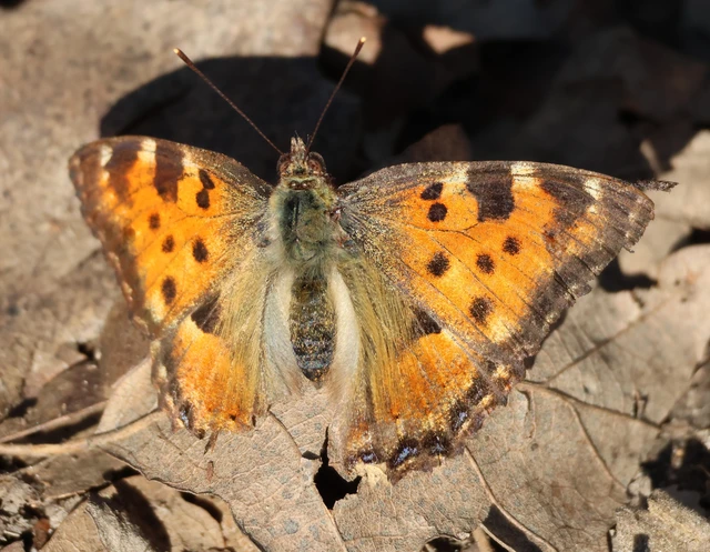 Nymphalis polychloros - nagy rókalepke