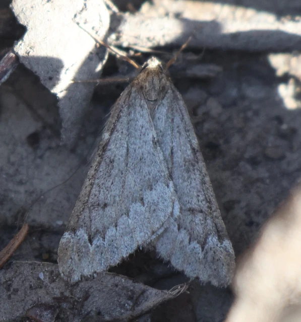 Alsophila aescularia - vadgesztenye-araszoló
