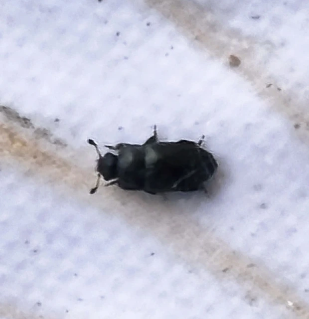 Nitidulidae - fénybogárfélék Nitidulidae - fénybogárfélék