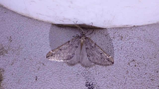 Alsophila aescularia - vadgesztenye-araszoló