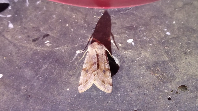 Orthosia incerta - változékony barkabagoly