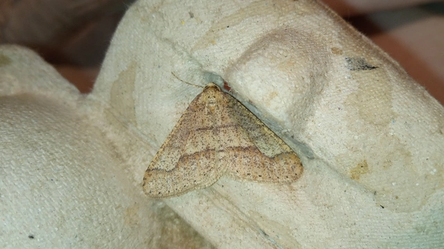 Agriopis marginaria - sárgás téliaraszoló