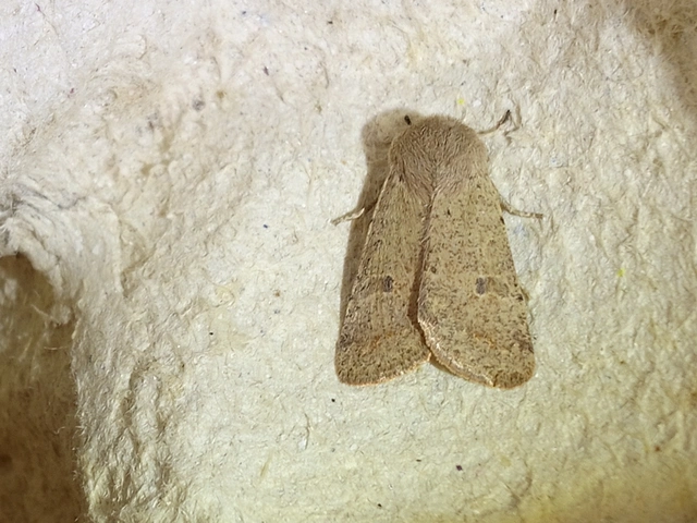 Orthosia cruda - kis barkabagoly
