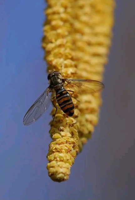 Episyrphus balteatus - ékfoltos zengőlégy