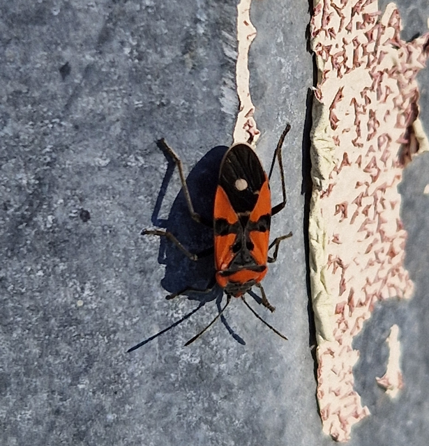 Lygaeus equestris/simulans