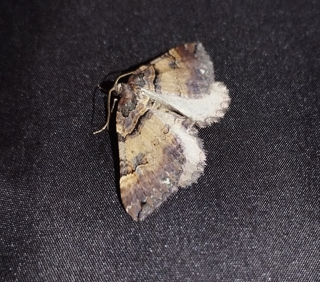 Earophila badiata - csipkerózsa-araszoló