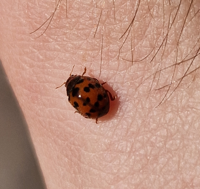 Subcoccinella vigintiquatuorpunctata - lucernaböde