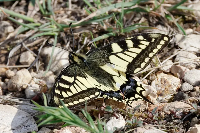 Papilio machaon - fecskefarkú lepke