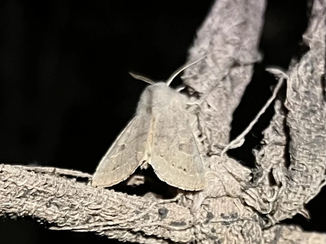 Orthosia populeti - nyárfa-barkabagoly