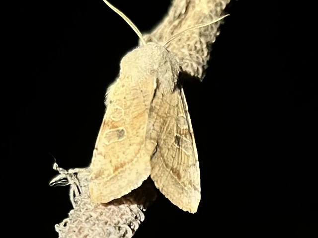 Orthosia incerta - változékony barkabagoly