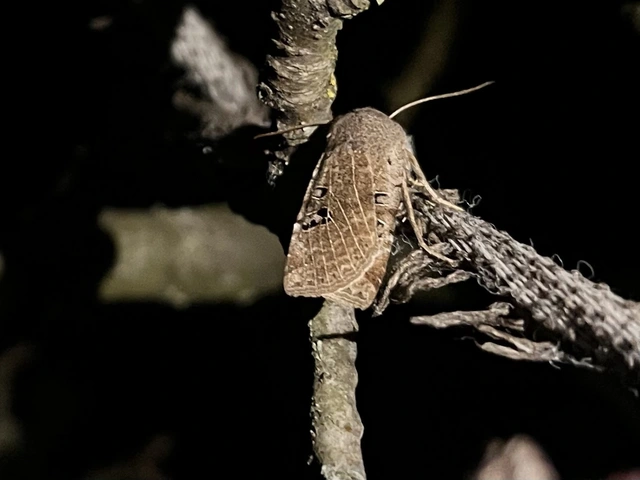 Conistra rubiginosa - szürke télibagoly