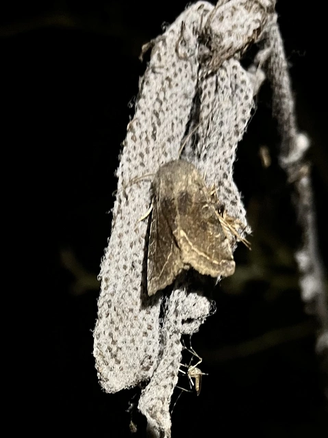 Orthosia incerta - változékony barkabagoly