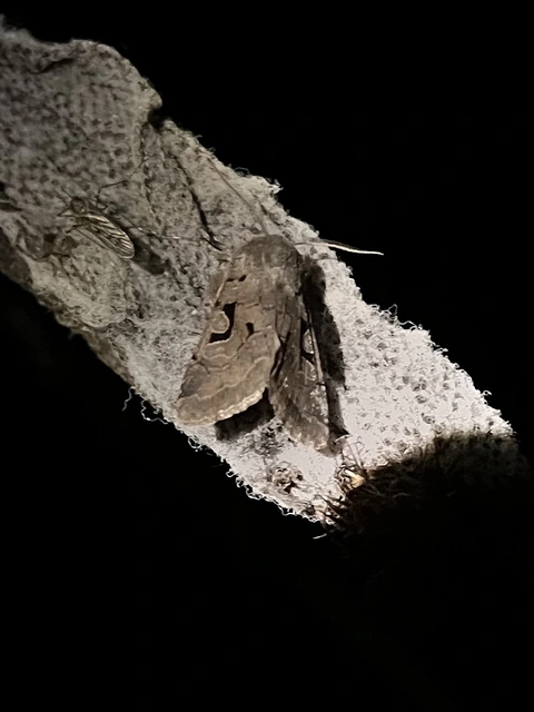 Orthosia gothica - feketefoltos barkabagoly