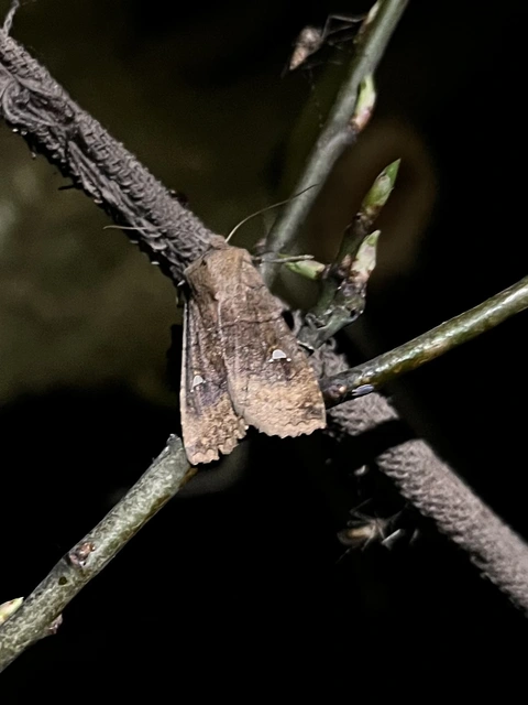 Eupsilia transversa - holdacskás télibagoly