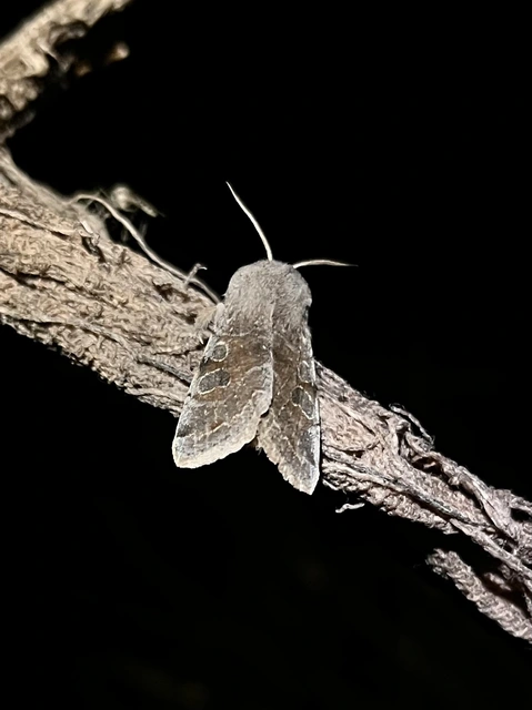 Orthosia incerta - változékony barkabagoly