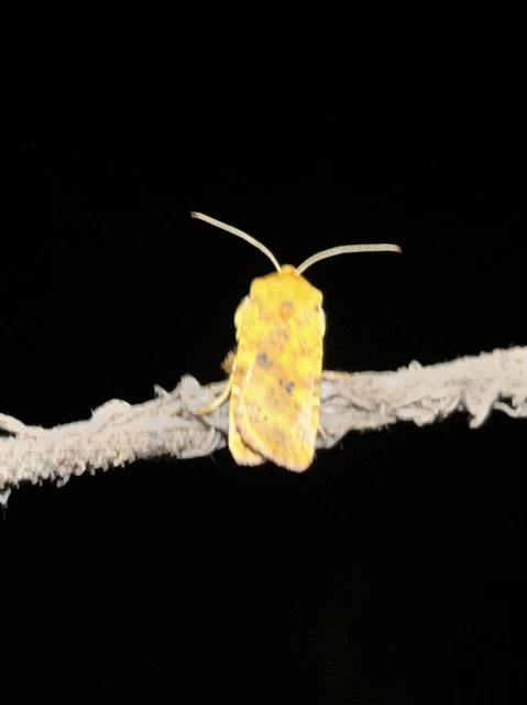 Conistra rubiginea - vörös őszibagoly
