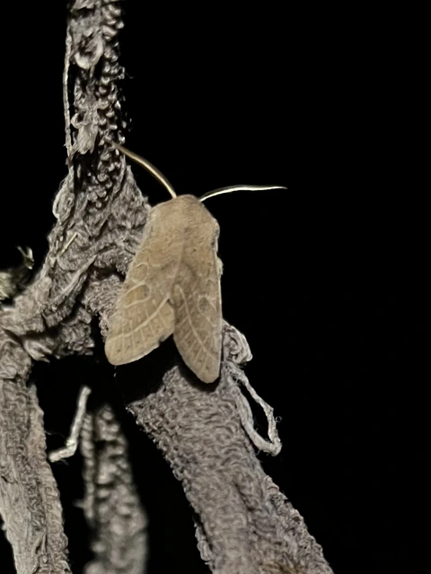 Orthosia cerasi - közepes barkabagoly