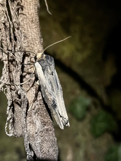 Xylena exsoleta - szürke fabagoly