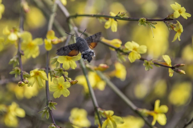 Macroglossum stellatarum - kacsafarkú szender