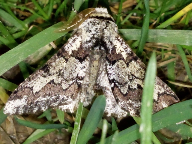 Biston strataria - barnapettyes araszoló