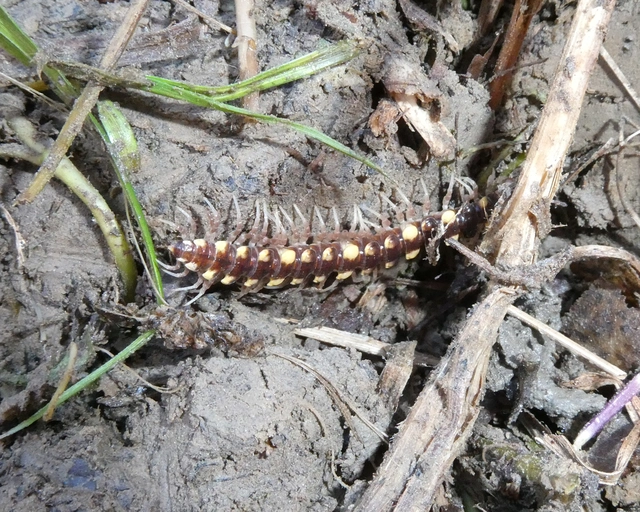 Diplopoda - Ikerszelvényesek