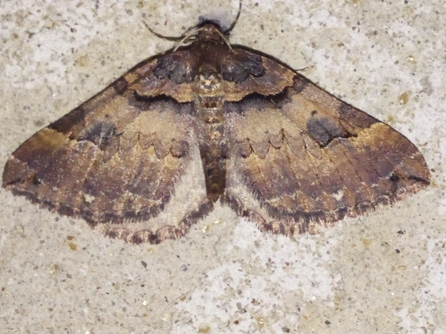 Earophila badiata - csipkerózsa-araszoló