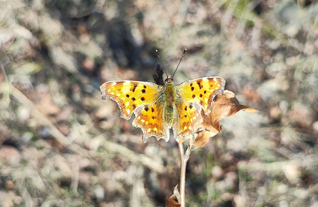 Nymphalis c-album - C-betűs lepke