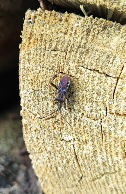 Leptoglossus occidentalis - nyugati levéllábú poloska Leptoglossus occidentalis - nyugati levéllábú poloska