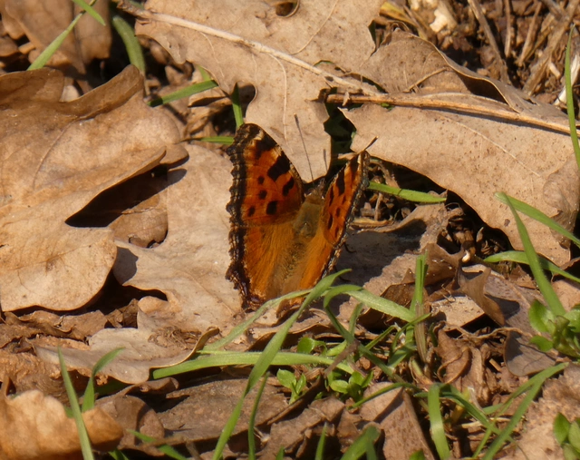 Nymphalis polychloros - nagy rókalepke