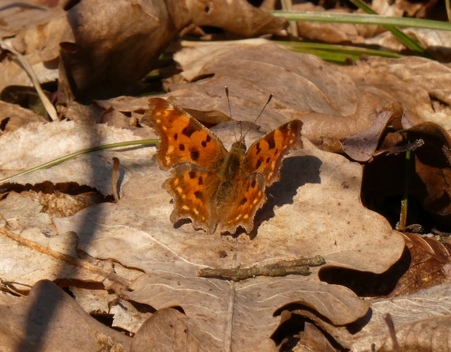 Nymphalis c-album - C-betűs lepke