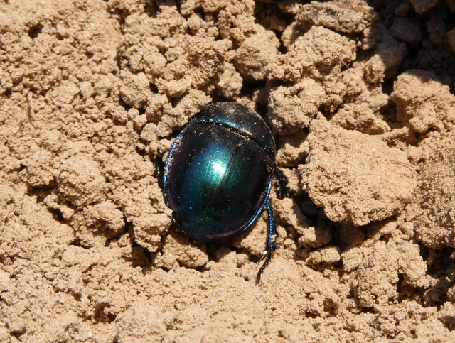 Trypocopris vernalis - tavaszi álganéjtúró