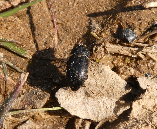 Dermestes laniarius - gyászos porva Dermestes laniarius - gyászos porva