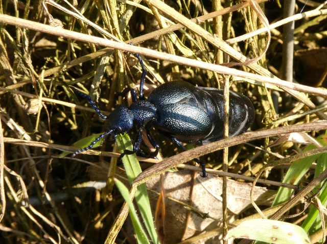 Meloe proscarabaeus - közönséges nünüke