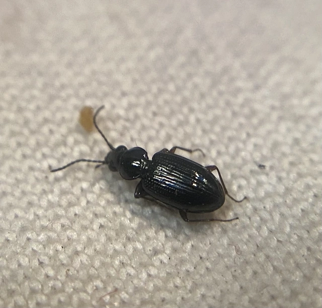 Bembidion lunulatum - füstös gyorsfutó