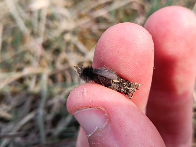Ptilocephala plumifera - alföldi zsákhordólepke