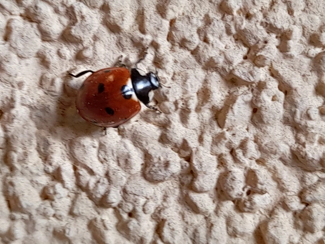 Coccinella septempunctata - hétpettyes katica