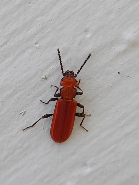 Cucujus cinnaberinus - skarlátbogár
