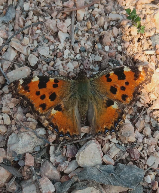 Nymphalis polychloros - nagy rókalepke